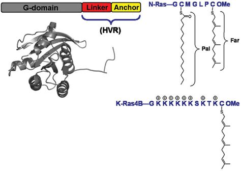 Membrane Anchors Of N And K Ras4B Proteins The Ras Isoform Specific