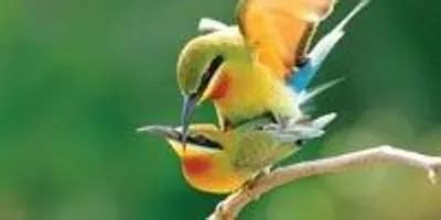 The Sex Paradox The Scientist