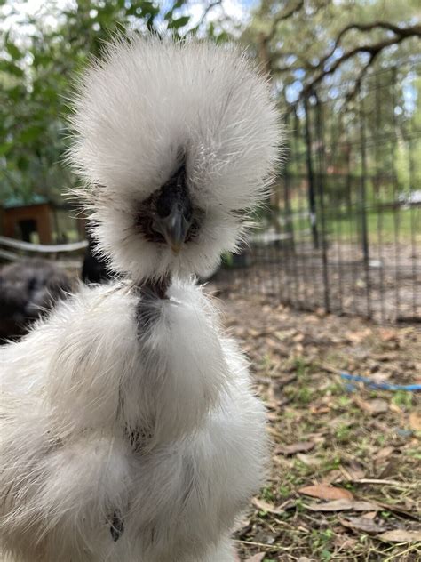 12+ Silkie Hatching Eggs Show Girl, Mottled, Paints, Blues & SATIN ...