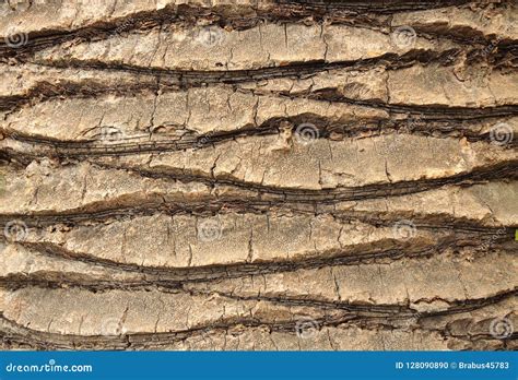 The Texture Of The Bark Of The Trunk Of A Palm Tree Stock Photo Image