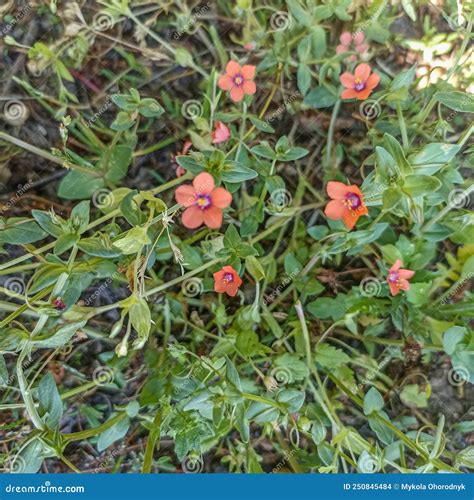 Macro Close Up Of A Scarlet Pimpernel Anagallis Arvensis Flower Stock