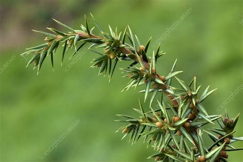 Common Juniper Juniperus Communis Stock Image C0121891 Science