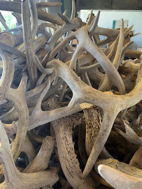 Bulk Large Deer Antlers 2 Grade Home Decor Dog Chews Etsy Uk