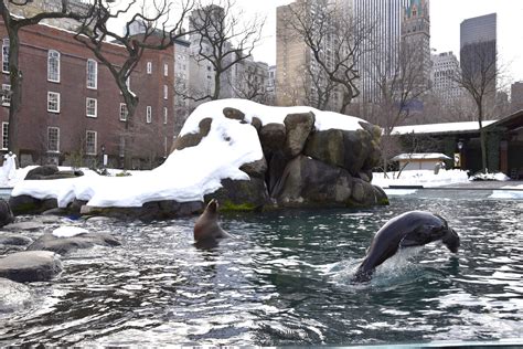 Winter is a Perfect Time to Visit the Central Park Zoo