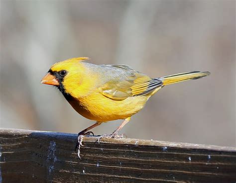 Ohio Birds And Biodiversity Zanesvilles Yellow Cardinal Revisited