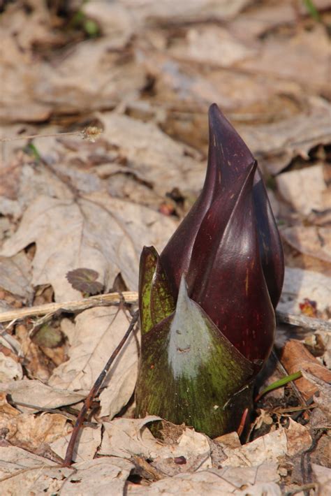 Exemple d héroïsme végétal Symplocarpe fétide Plante des Flickr