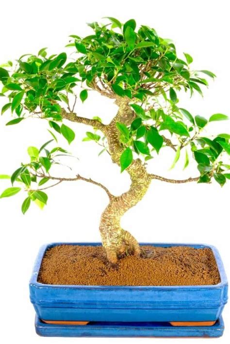 Ficus Bonsai Tree Exquisite Specimen Incredible Artistic Appeal