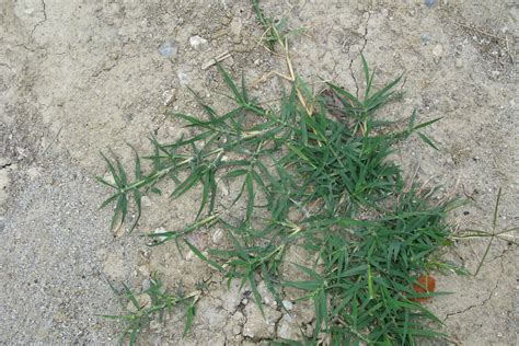 Type Of Bermuda Grass Weed