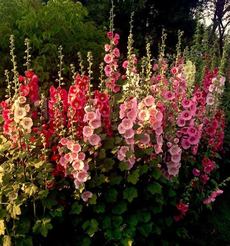 Content in a Cottage: Hollyhocks: So Beautiful