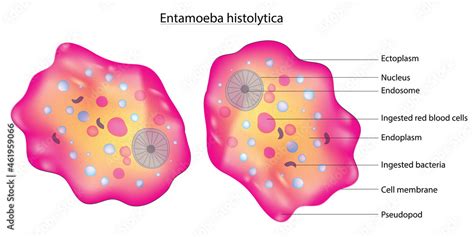 Biological Illustration Of Entamoeba Histolytica Cell Stock Vector Adobe Stock