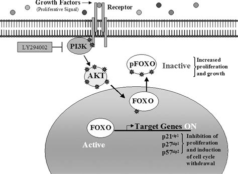 Regulation Of Cardiomyocyte Proliferation And Myocardial Growth During