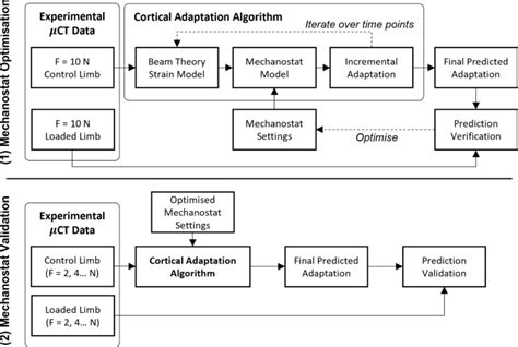 Cortical Bone Adaptation Response Is Region Specific But Not Peak Load