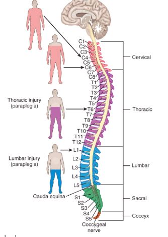 Spinal Cord Injuries Flashcards Quizlet