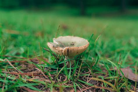 How You Should Deal With Mushrooms In Your Lawn