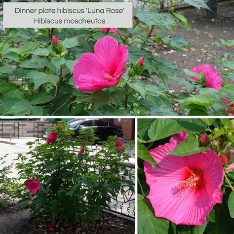 Dinner Plate Hibiscus Care Grow Huge Hardy Hibiscus Flowers