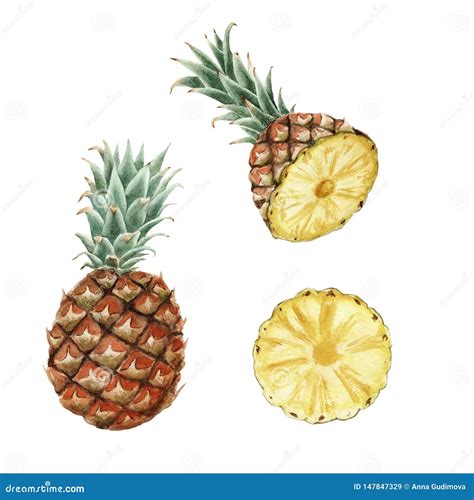 Hand Drawn Ripe Watercolor Pineapple Isolated Stock Illustration