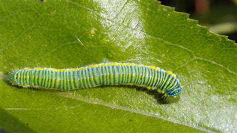 Cabbage moth caterpillar stock image. Image of rural - 184150407