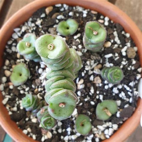 Crassula Rupestris Subsp Marnieriana Jade Necklace Uploaded By Rikkie