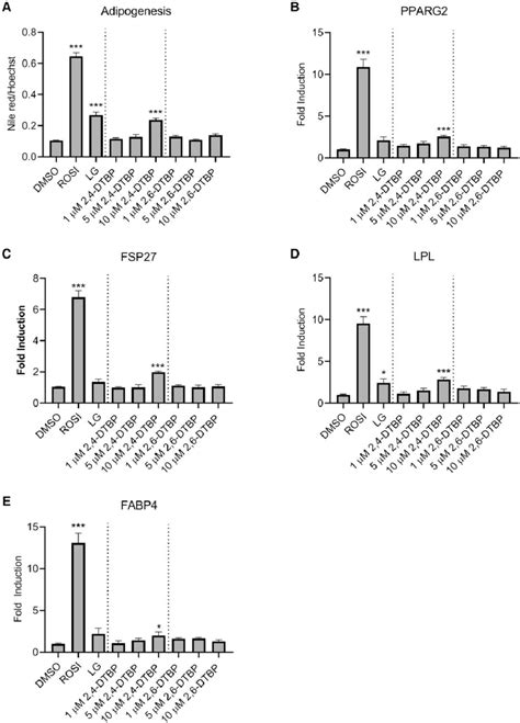 Effect Of ROSI LG100268 2 4 DTBP And 2 6 DTBP On Lipid Accumulation