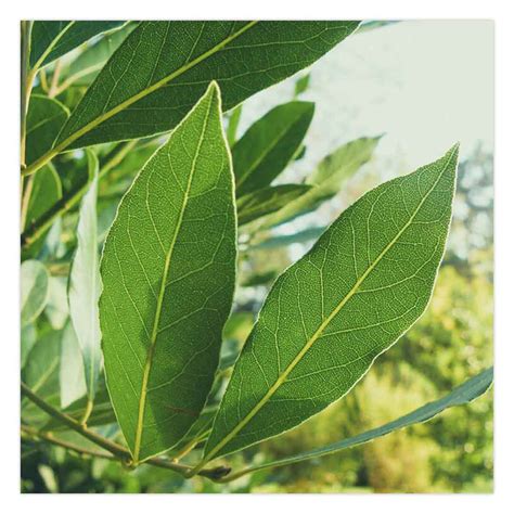 buy  pure laurel leaf essential oil  bulk retail sva naturals