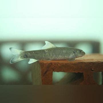 Freshwater Goby – AquariumFish.com