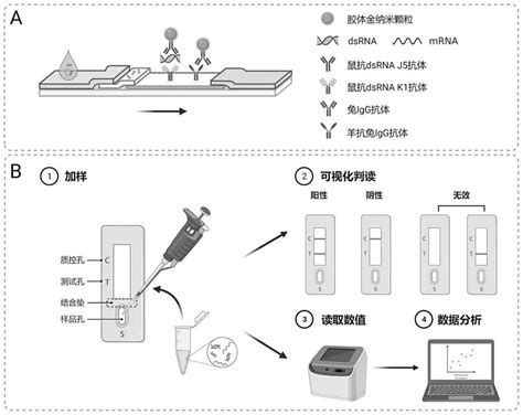 胶体金免疫层析法检测mRNA样本中双链RNA副产物的制作方法