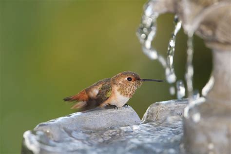 How To Make A Hummingbird Bath? Top 3 Ideas You Want To Try – Hummingbirds Info