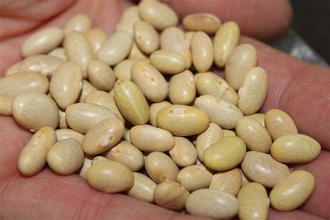 Canary Beans Peruvian Beans Aka Mayocoba Beans Peruano