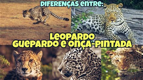 DIFERENÇAS entre LEOPARDO GUEPARDO E ONÇA PINTADA YouTube