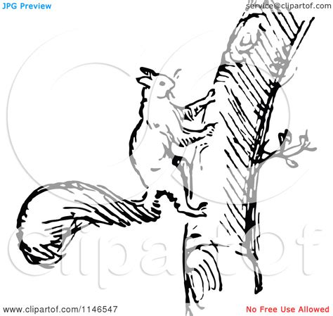 Squirrel In Tree Drawing at PaintingValley.com | Explore collection of ...