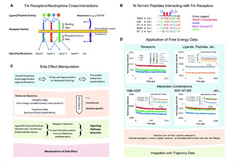 A Tropomyosin Receptor Kinase Trk Receptors Neurotrophins Cross