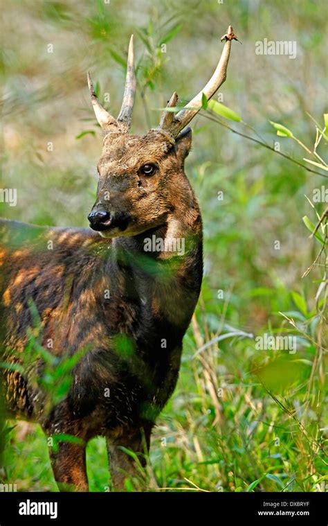 Visayan Spotted Deer Rusa Alfredi Male Stock Photo Alamy