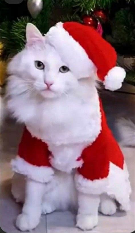 Пин от пользователя Pearl Aranda на доске Christmas kittens and cats