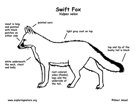 Arctic Fox Labelled Diagram