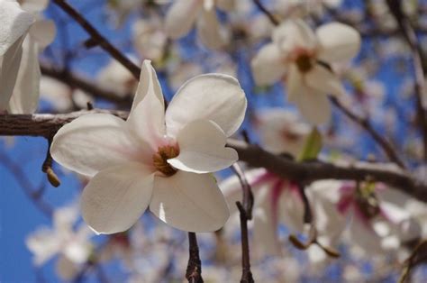 √完了しました！ 青年の 花言葉 215904 青年の木 花 葉