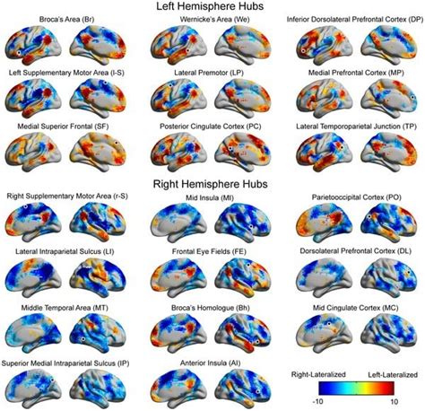 Researchers Debunk Myth Of“right Brained” And “left Brained