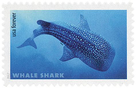 Sharks Forever Logo