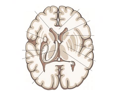 brain anatomy horizontal section quiz