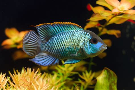 Electric Blue Acara The Complete Care And Breeding Guide