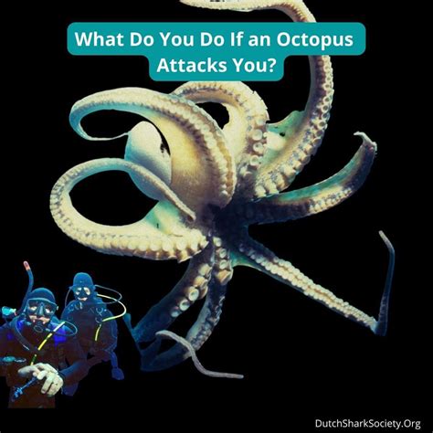 Do Octopus Attack Humans Or Even Eat Them? - Dutch Shark Society