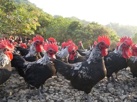 【生鮮全土雞分切 母雞】南台灣自然放養土雞 新鮮配送到府 Owlting Market 奧丁丁市集