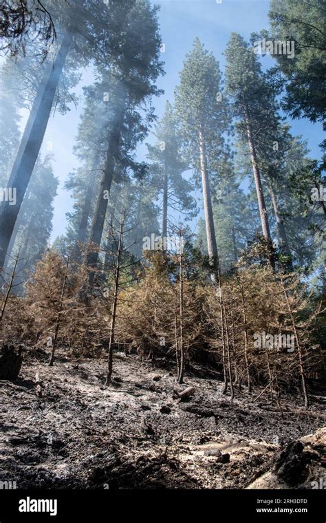 A Forest Fire In Stanislaus National Forest A Controlled Burn That