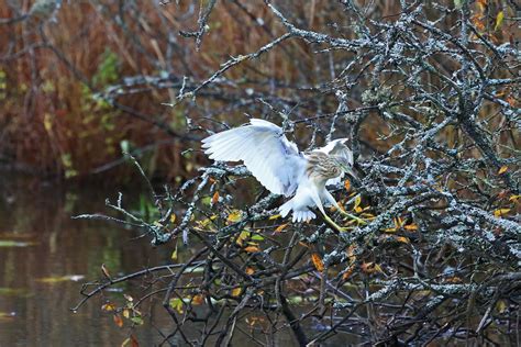 Rallh Ger Som Landar Squacco Heron Rare Visitor In Sweden Flickr