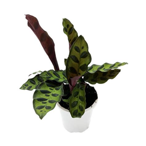 Calathea Insignis Rattlesnake Plant Mm The Jungle Collective