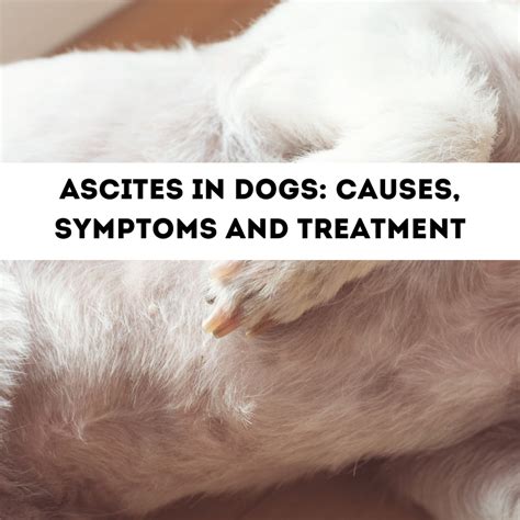 Causes Of Ascites In Dogs Swollen Abdomen Veterinary Attention