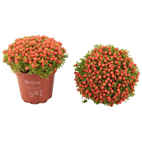 НЕРТЕРА "КОРАЛОВ МЪХ"