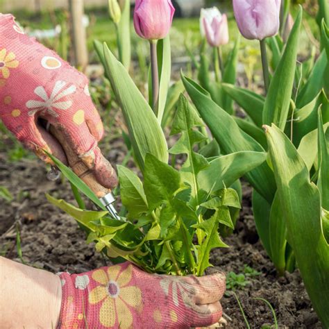 Master Gardener Tips June Kcsr Kbpy