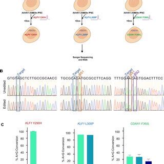 Generation And Characterization Of Aavs Iabe E Ipscs A Schematic