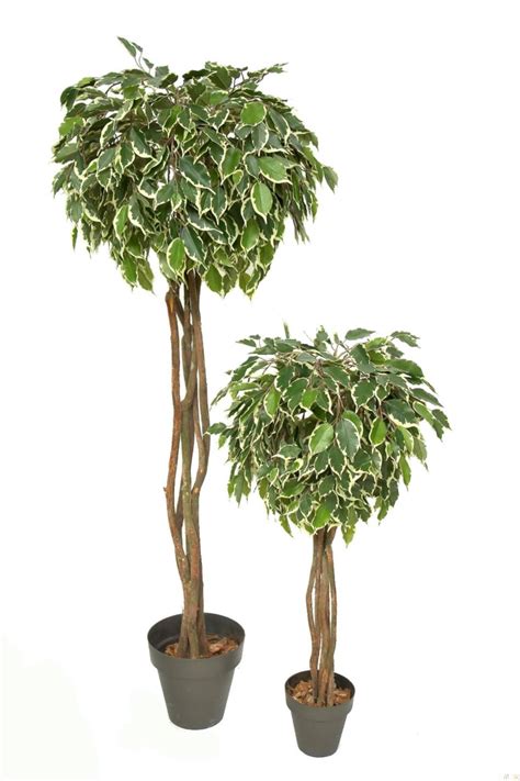 Arbol De Ficus Benjamina Variegata Bola 110cm