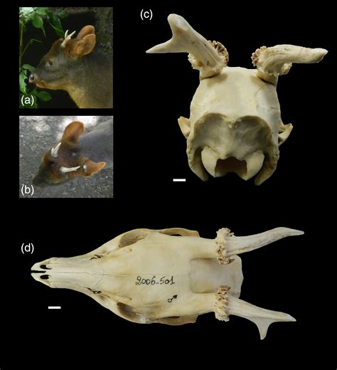 Antler Tine Homologies And Cervid Systematics A Review Of Past And